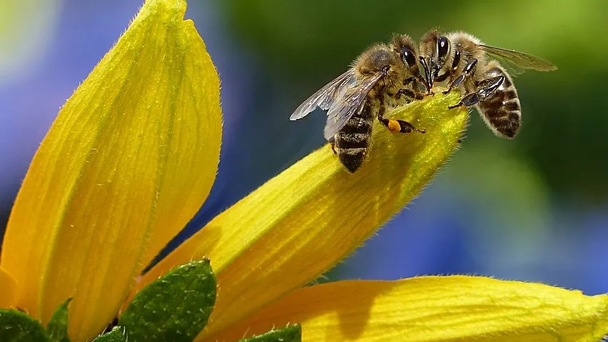 Rubrik_Naturschutz-bee-1575236_960_720-c.Pixaby